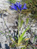 Image de Agapanthus africanus (L.) Hoffmanns.