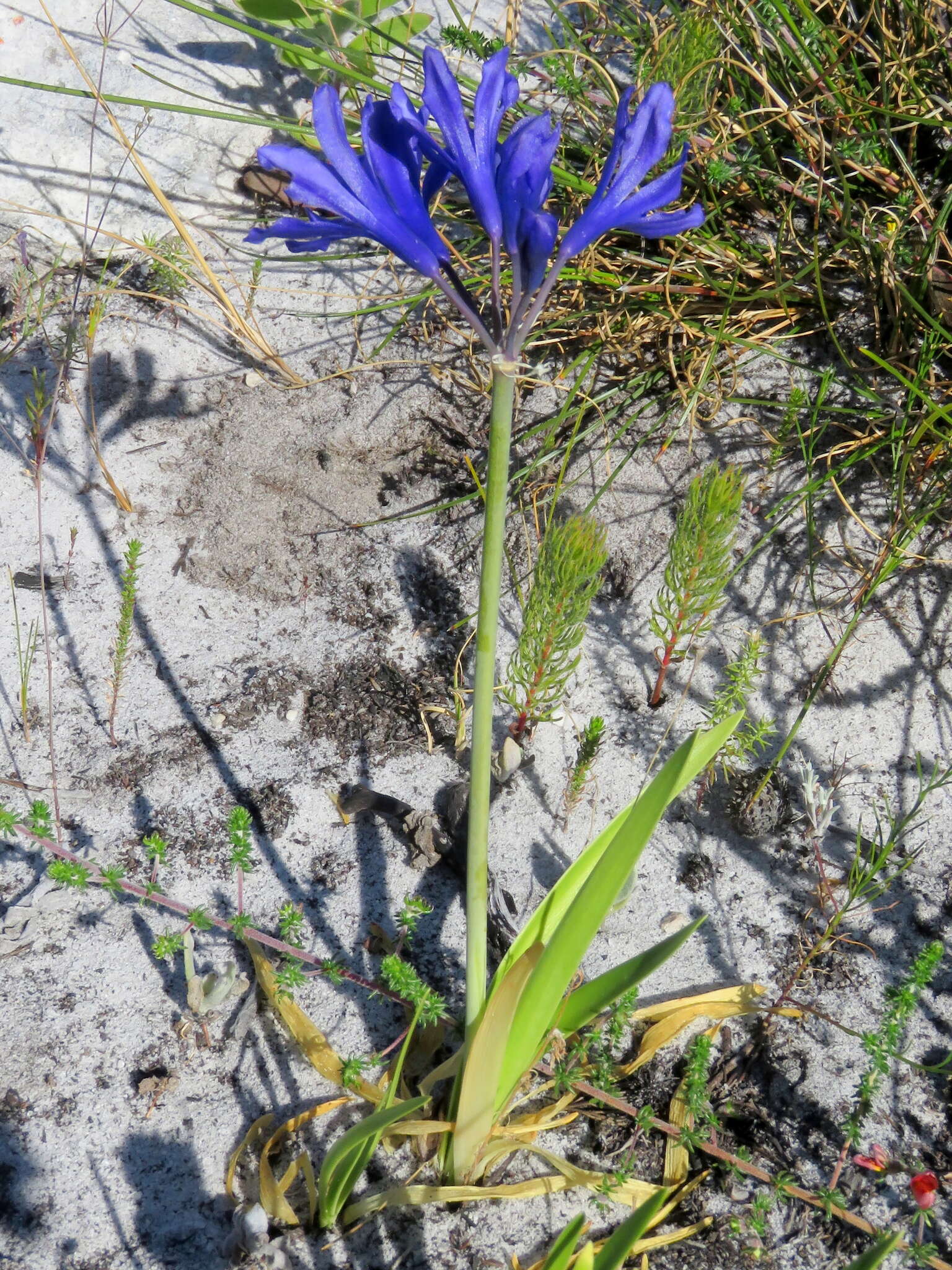 Слика од Agapanthus africanus (L.) Hoffmanns.