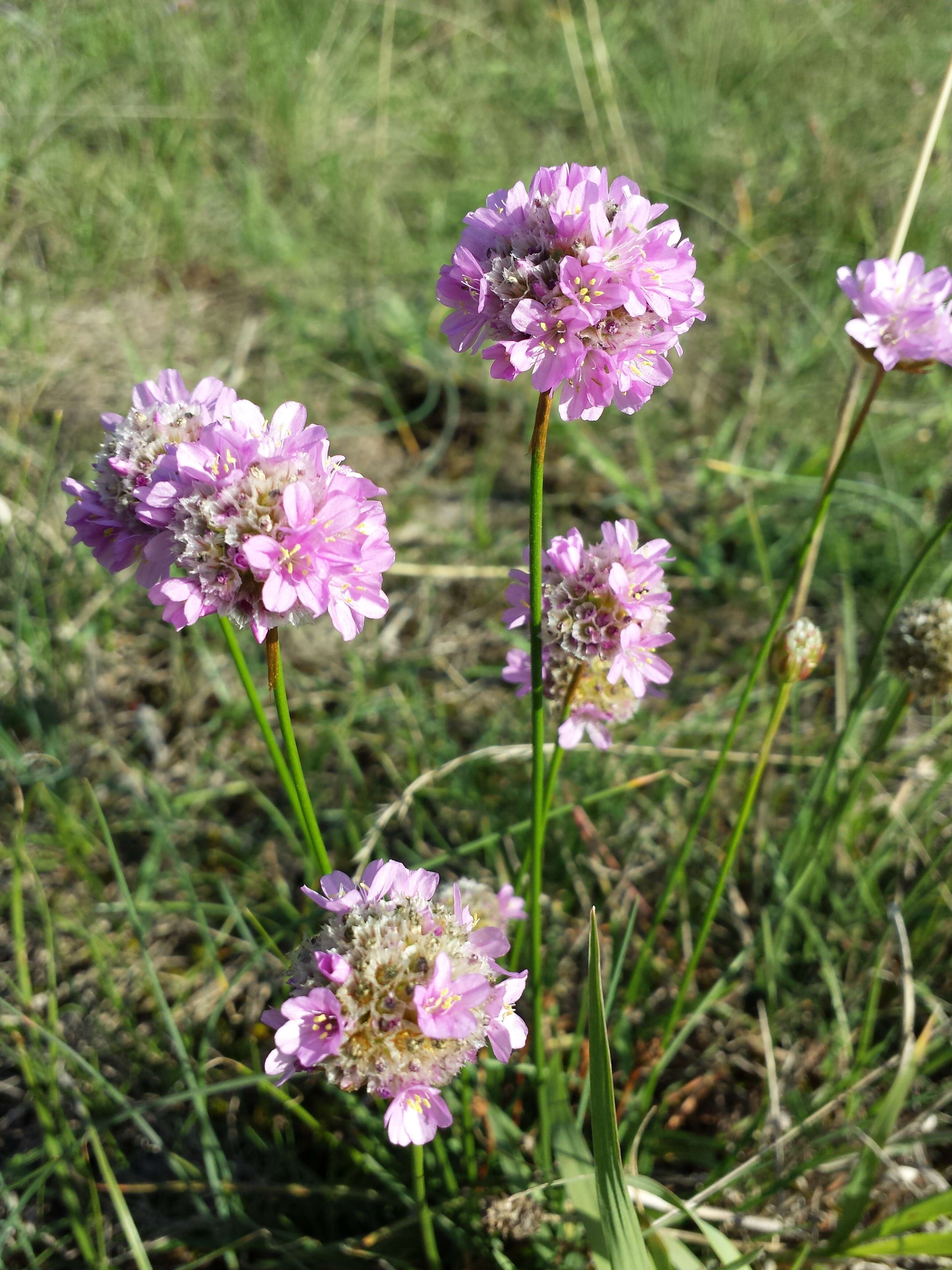 Image of thrift seapink