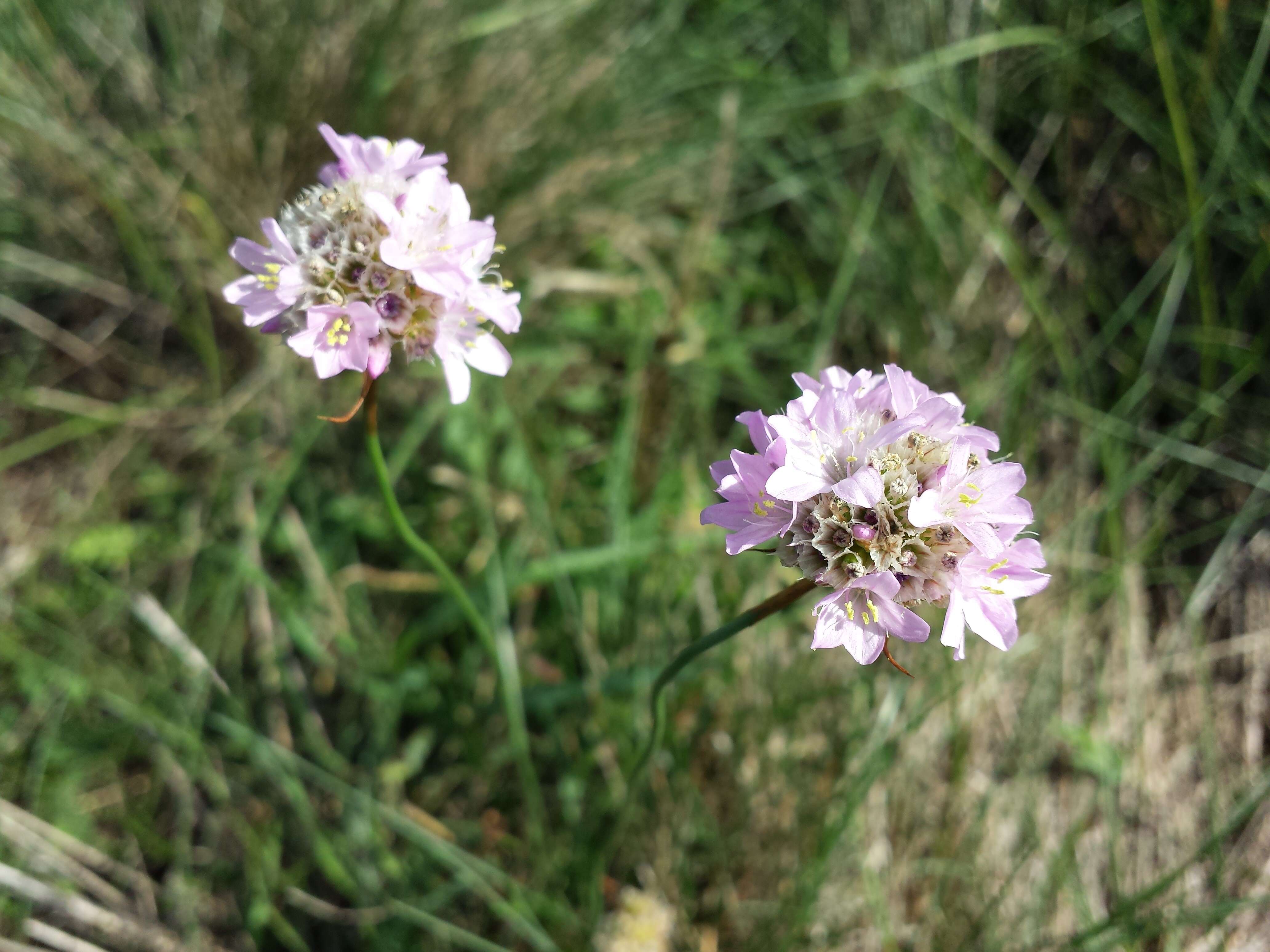 Image of thrift seapink