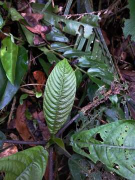 Image of Dendrocnide stimulans (L. fil.) Chew