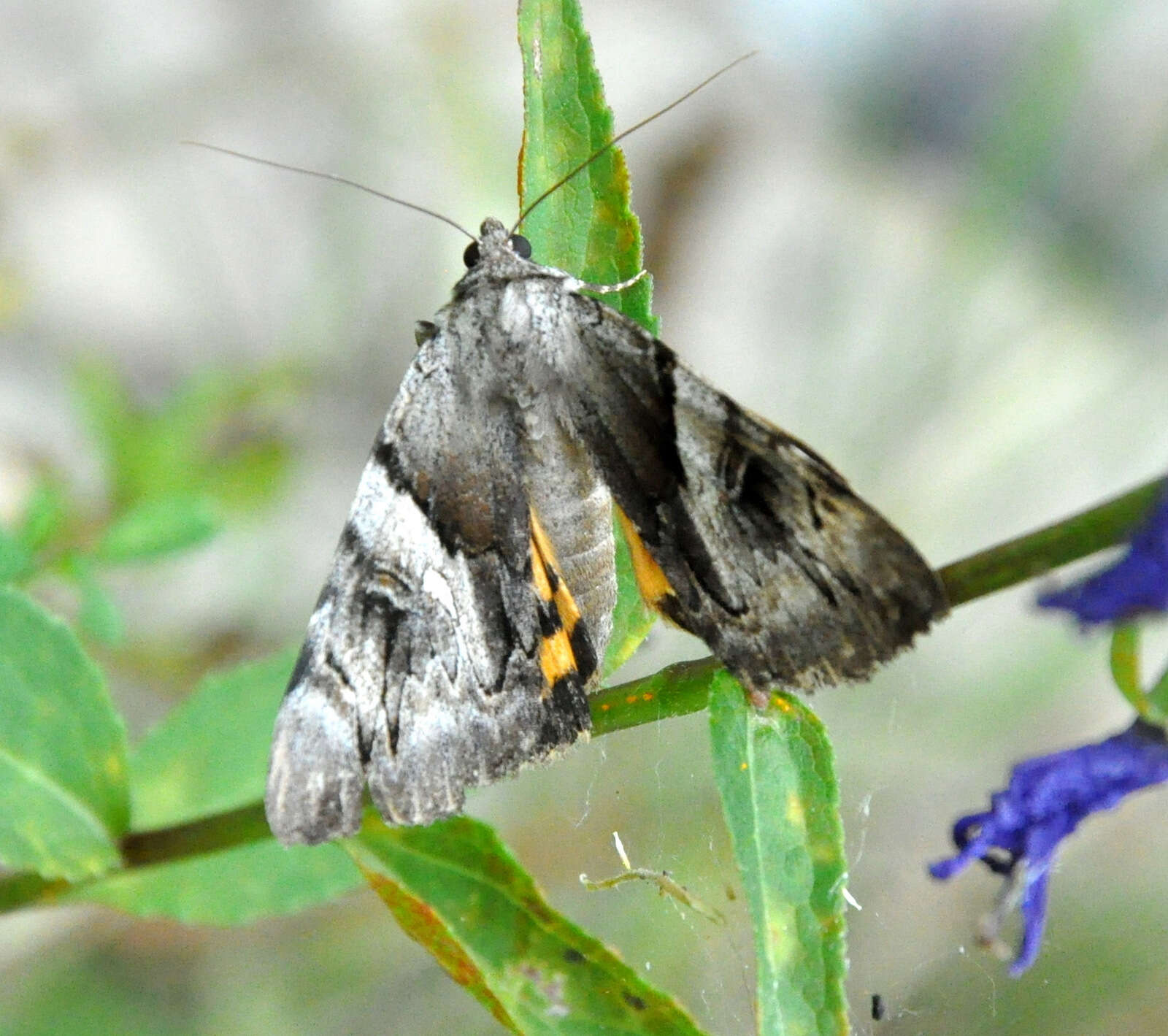 Image of Yellow Bands Underwing