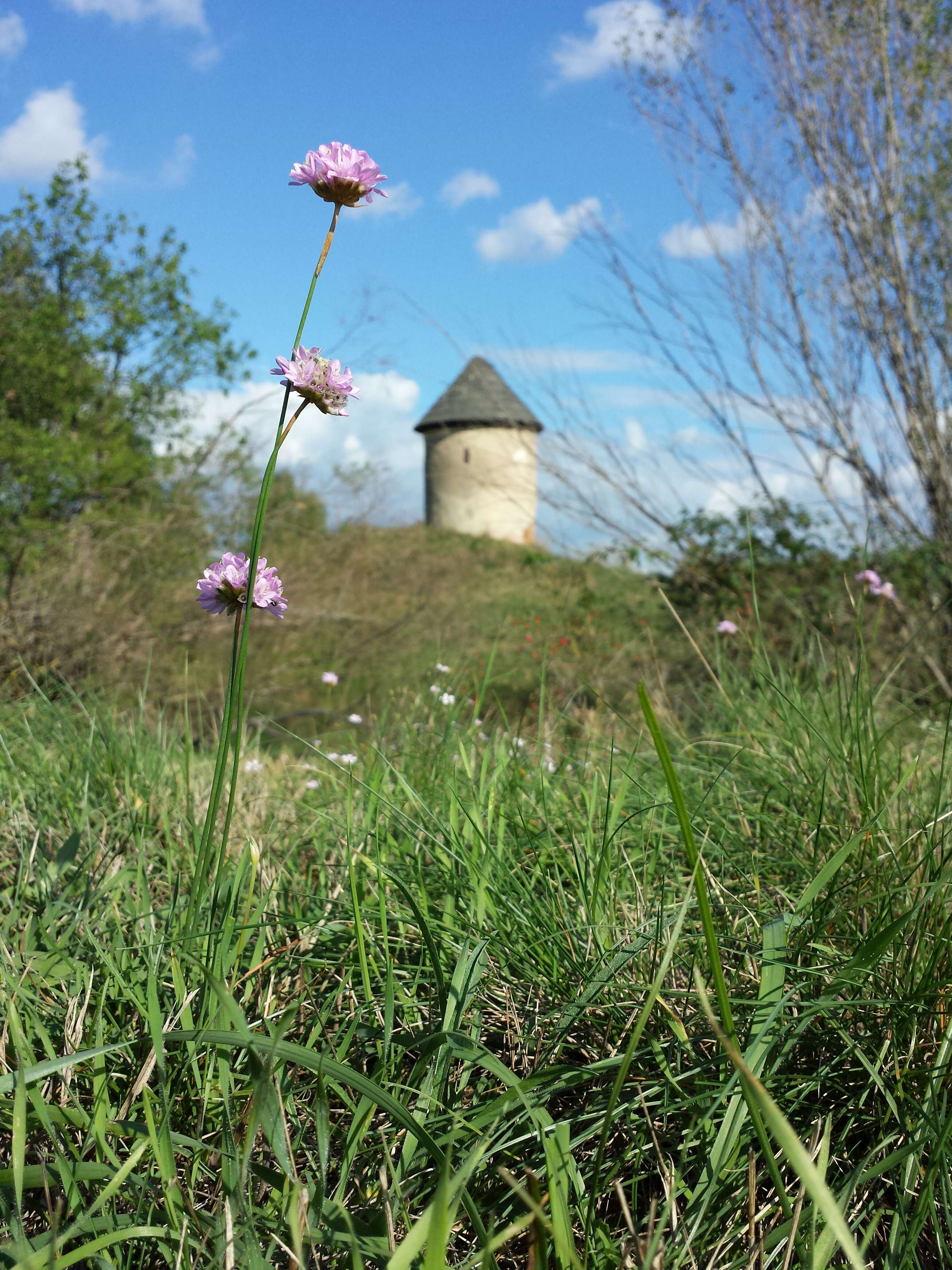 Image of thrift seapink