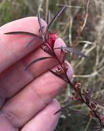 Image de Ludwigia linearis Walt.