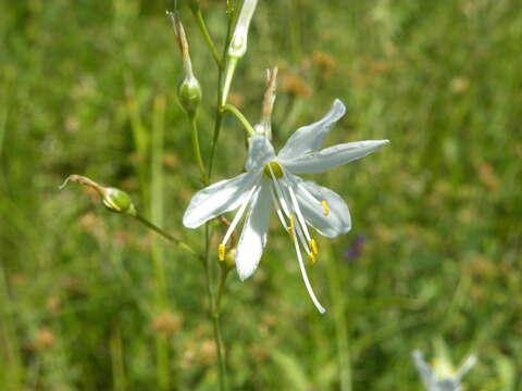 Image of Anthericum