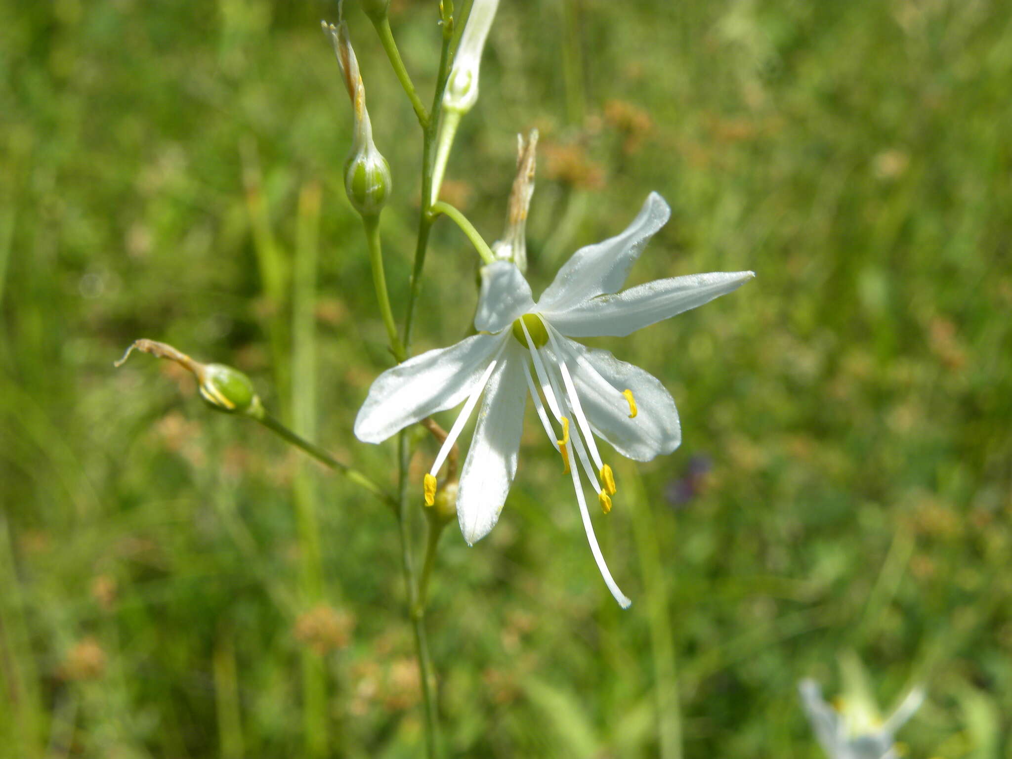 Image of Anthericum