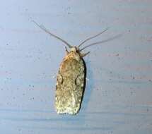 Image of Agonopterix curvilineella Beutenmüller 1889