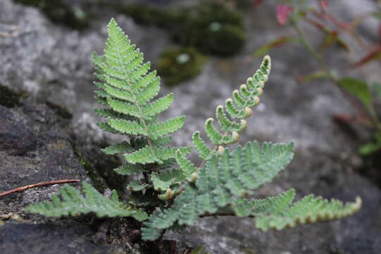 Image de Notholaena aschenborniana Kl.