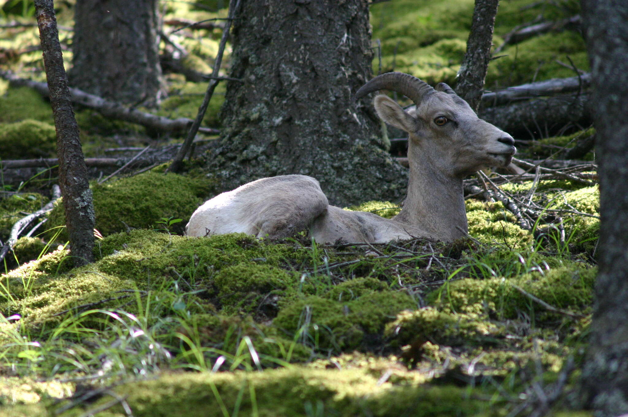 Plancia ëd Ovis canadensis Shaw 1804