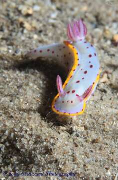 Image of Hypselodoris bennetti (Angas 1864)