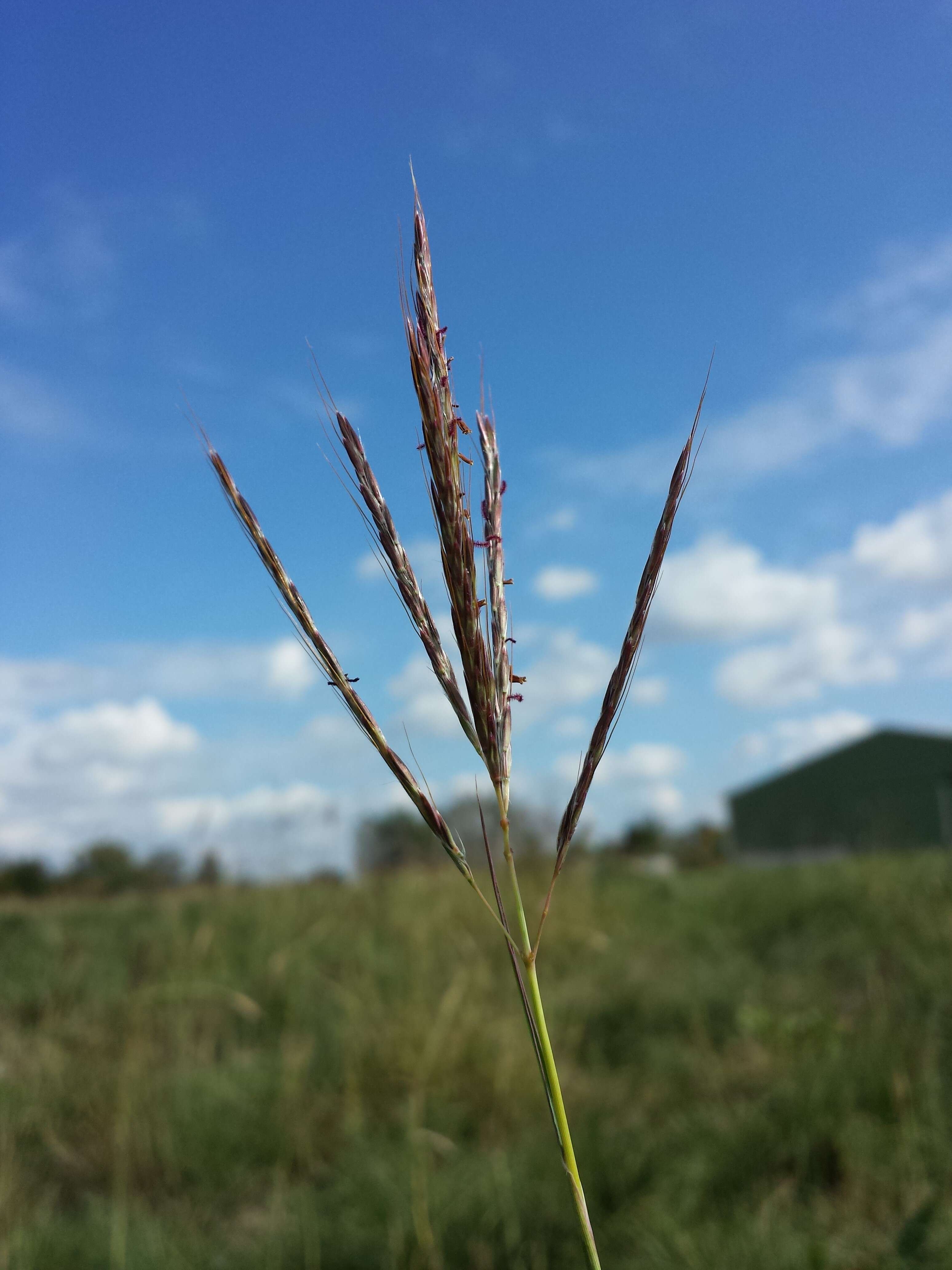 صورة Bothriochloa ischaemum (L.) Keng