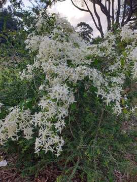 Image of Clematis pubescens Hueg. ex Endl.