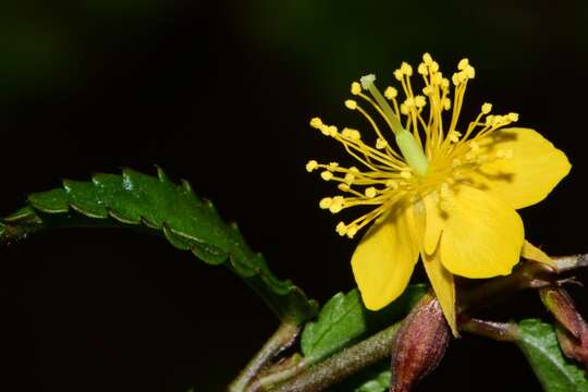 Imagem de Corchorus siliquosus L.