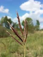 صورة Bothriochloa ischaemum (L.) Keng