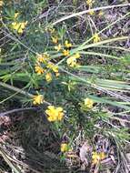 Image of Pultenaea forsythiana