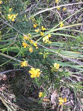 Image of Pultenaea forsythiana