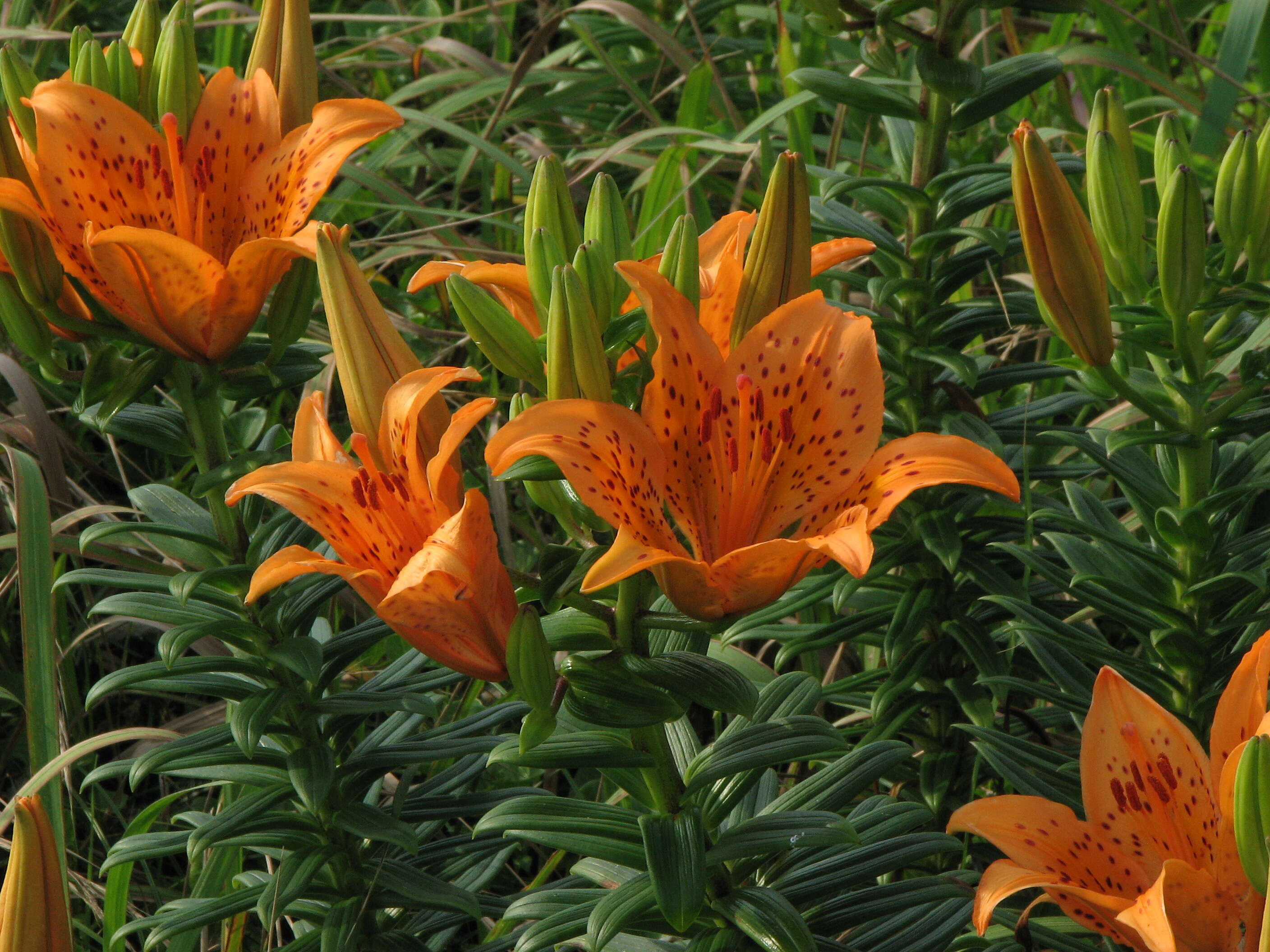 Image of Lilium maculatum Thunb.