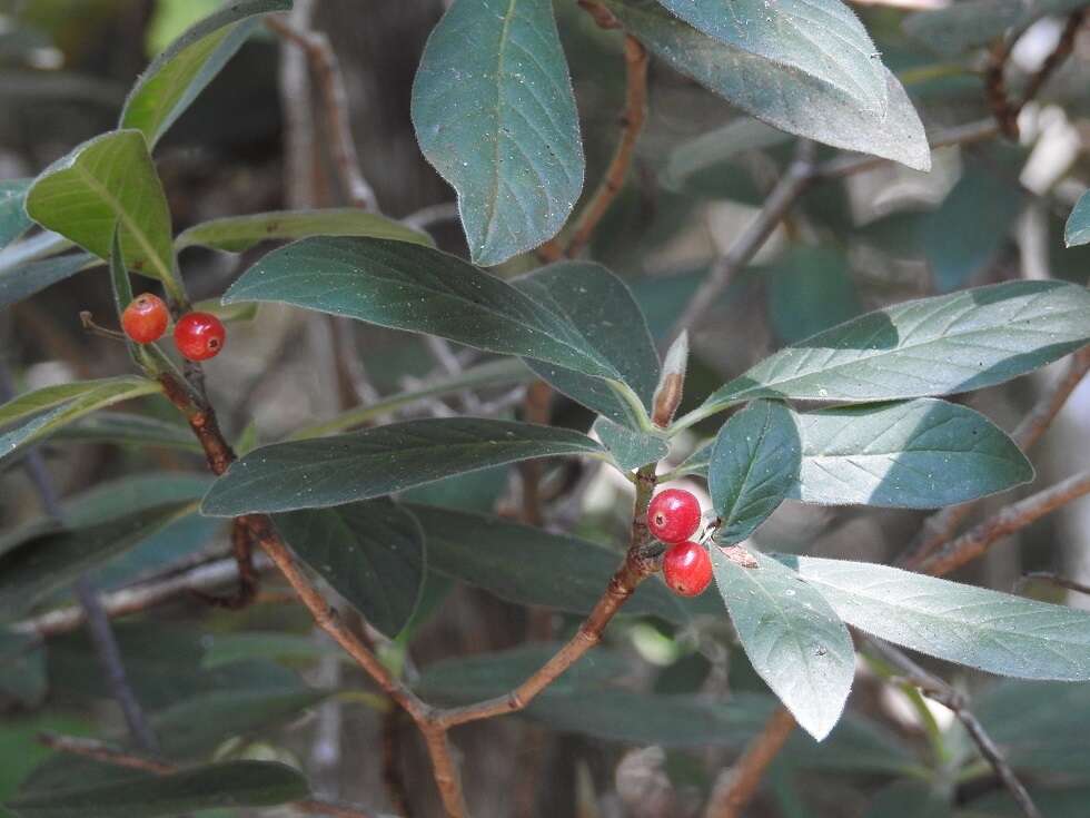 Plancia ëd Psychotria erythrocarpa Schltdl.