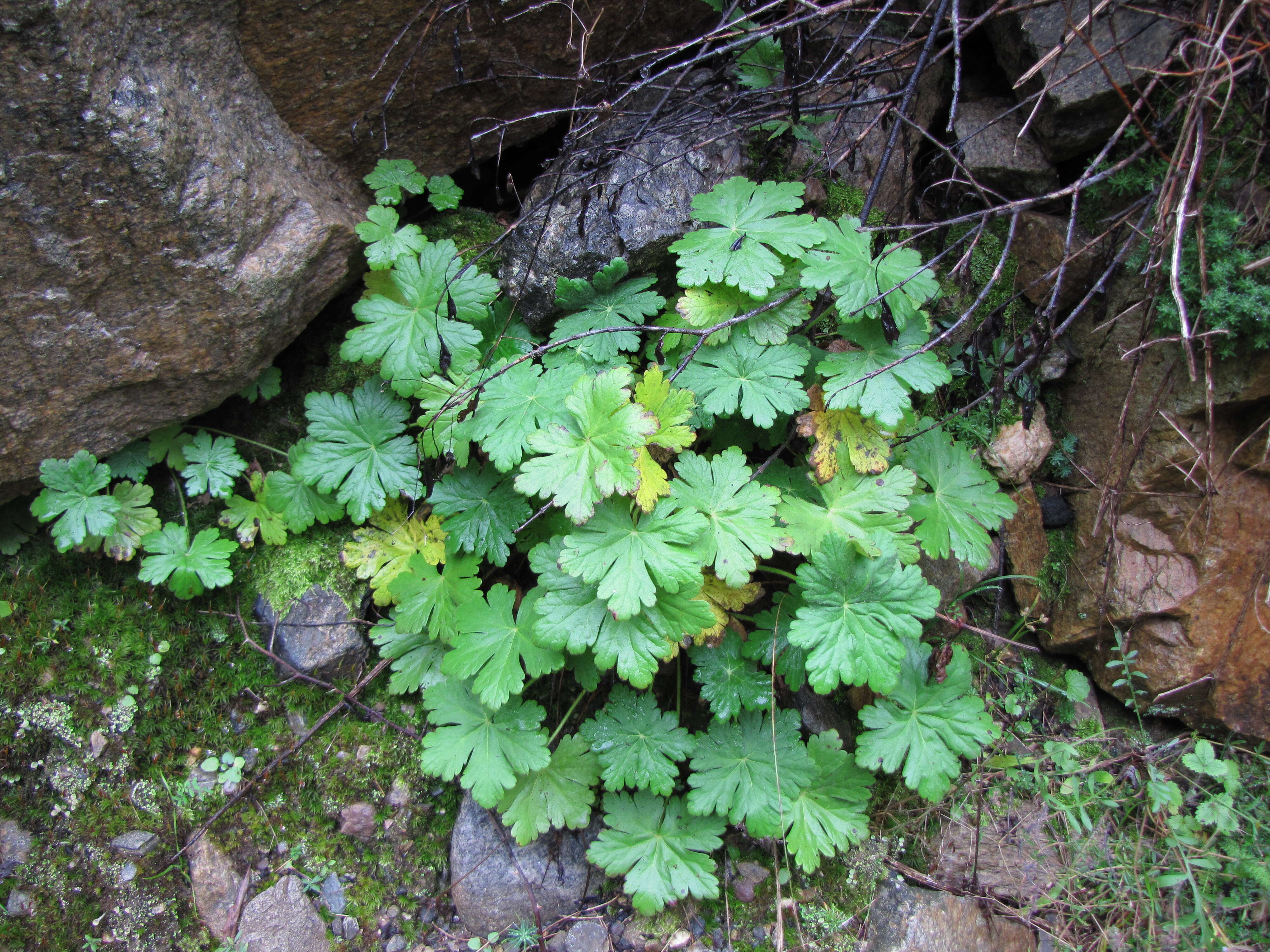 Imagem de Geranium macrorrhizum L.