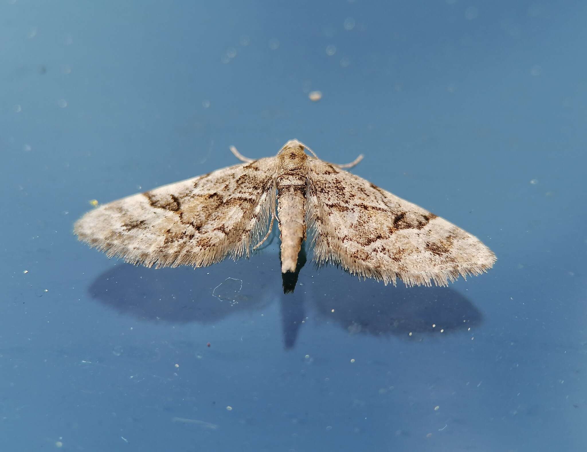 Image of lanceolate-winged pug