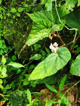 Image of Begonia lukuana Y. C. Liu & C. H. Ou