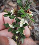 Image of Xanthosia stellata J. M. Hart & M. J. Henwood