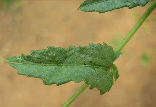 Image of Plukenetia africana Sond.