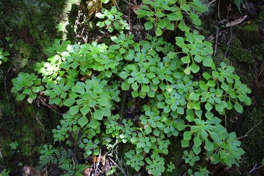 Image of Aichryson pachycaulon C. Bolle