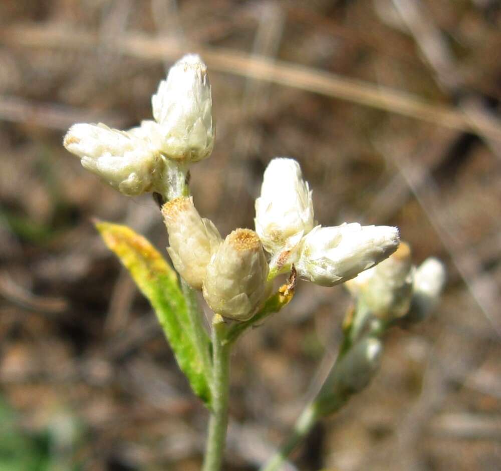 Imagem de Pseudognaphalium obtusifolium subsp. obtusifolium