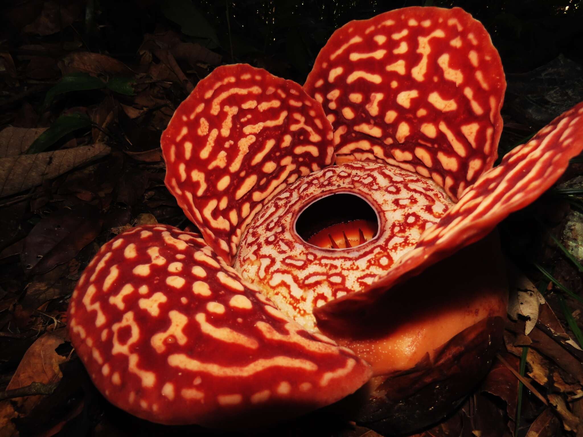 Image of Rafflesia pricei W. Meijer