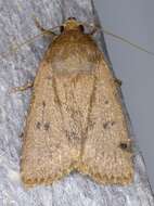 Image of mouse moth