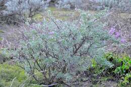 Image of Chamisso bush lupine