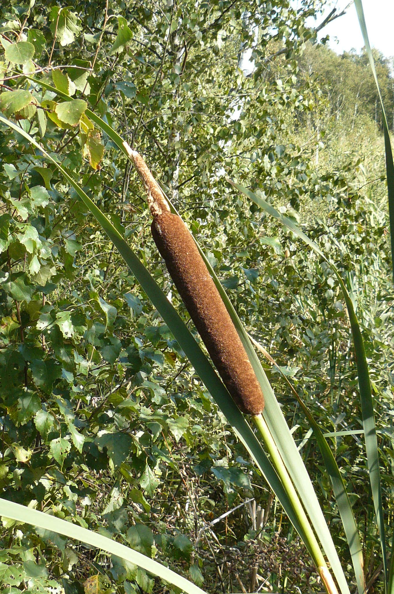 Image of Bulrush