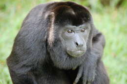 Image of Ecuadorian Mantled Howling Monkey