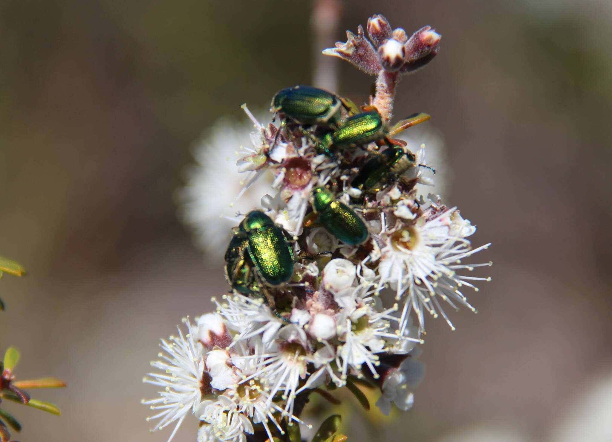 Image of Diphucephala colaspidoides (Gyllenhal 1817)