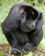 Image of Ecuadorian Mantled Howling Monkey