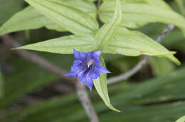 Image of Gentiana asclepiadea L.