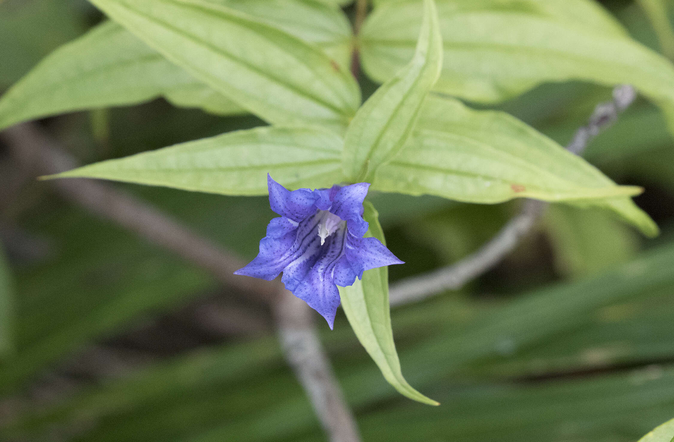 Image of Gentiana asclepiadea L.