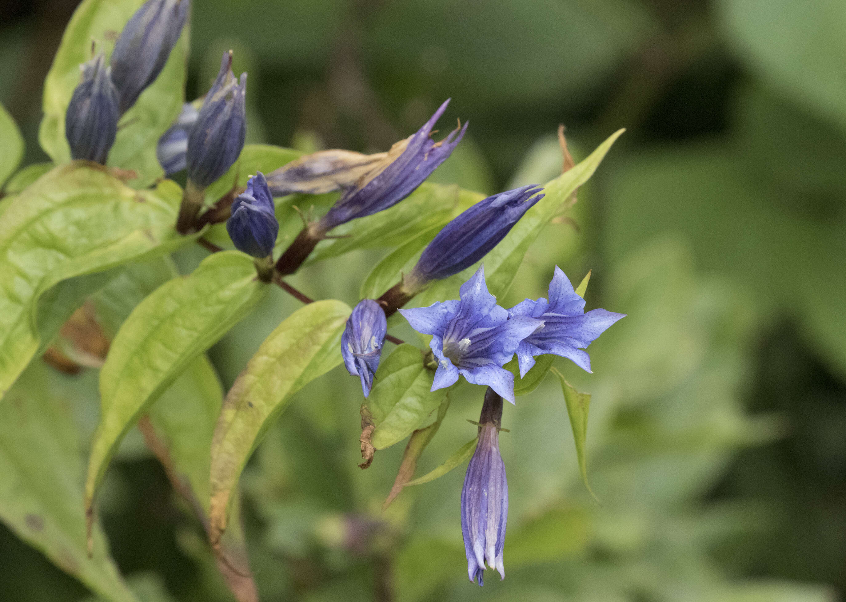 Image of Gentiana asclepiadea L.