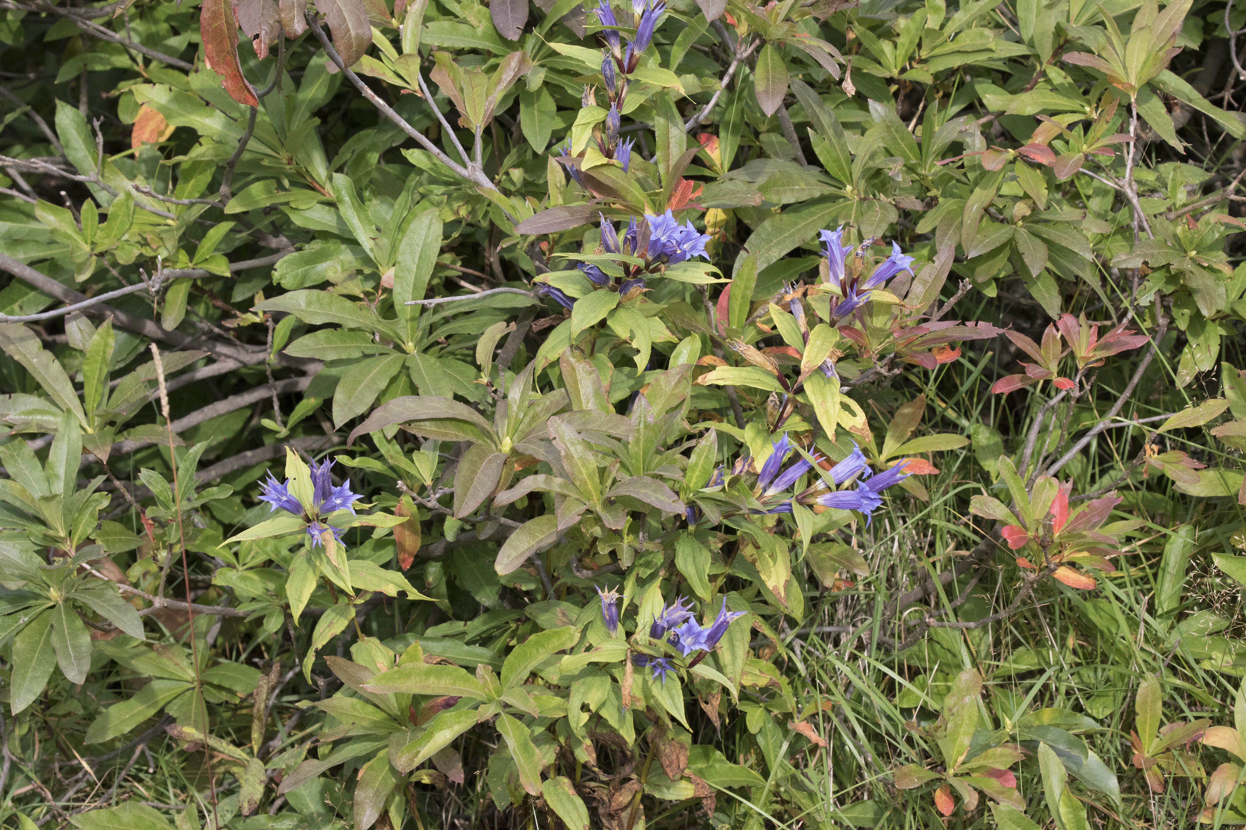 Image of Gentiana asclepiadea L.