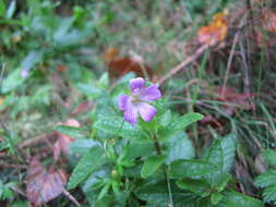 Imagem de Geranium columbinum L.