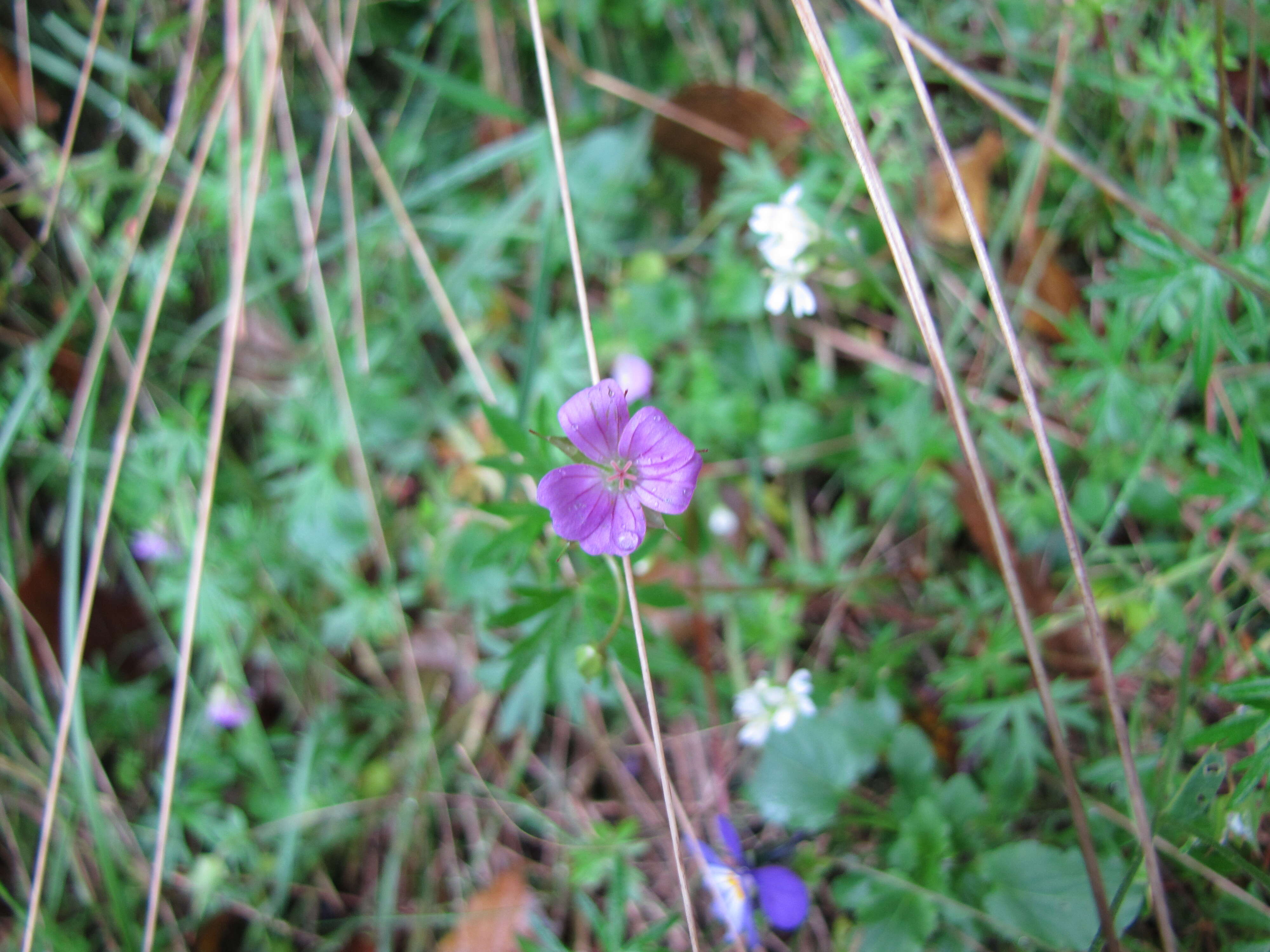 Imagem de Geranium columbinum L.