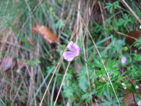 Imagem de Geranium columbinum L.