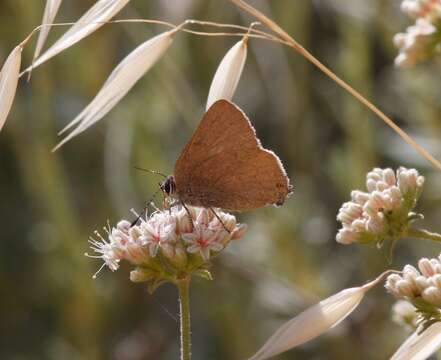 Image of Gold-hunters Hairstreak