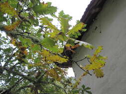 Image of Hungarian Oak