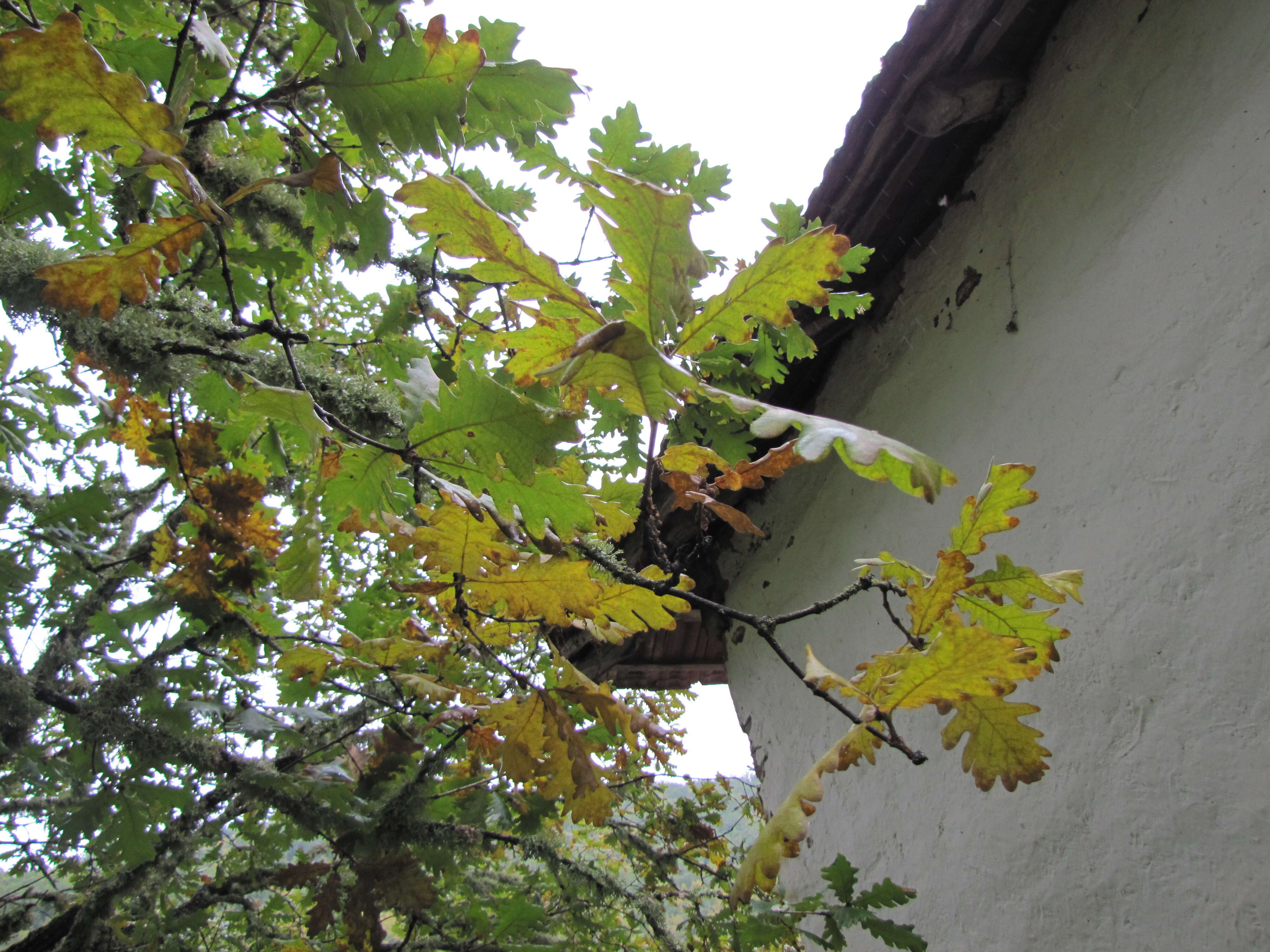 Image of Hungarian Oak