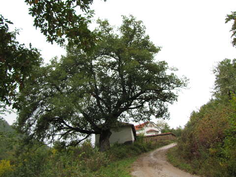 Image of Hungarian Oak