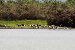 Image of Yellow-billed Stork