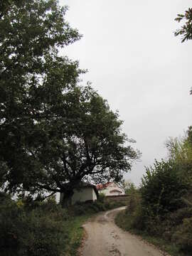 Image of Hungarian Oak