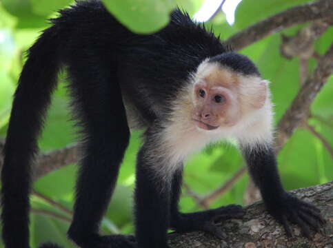 Image of white-faced capuchin